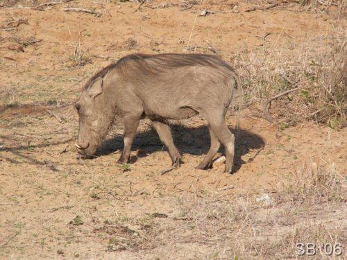 Warzenschwein ( Warthog )