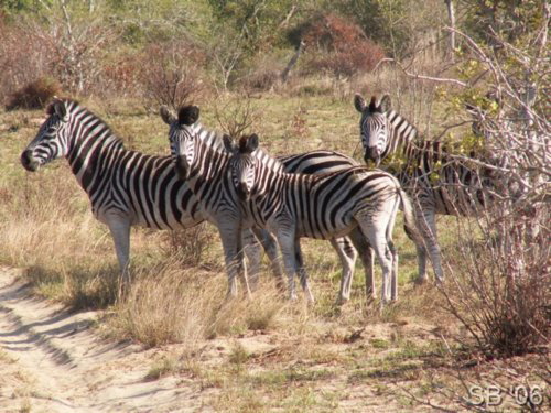Steppenzebra ( Burchell's Zebra )