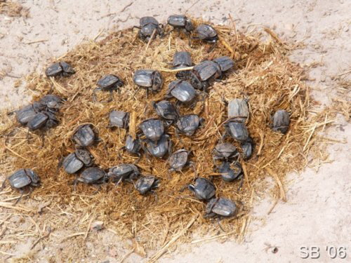 Dungk�fer ( Dung Beetle )