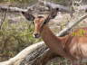 Weibliche Impala-Antilope