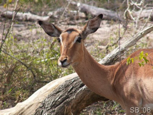 Weibliche Impala-Antilope