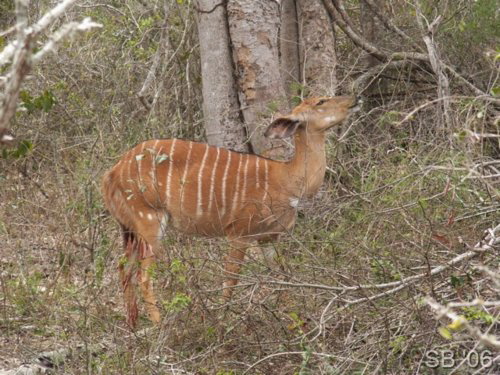 Weibliche Nyala-Antilope