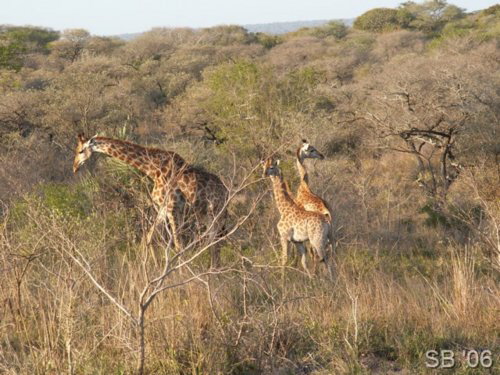 Giraffe mit Jungtieren