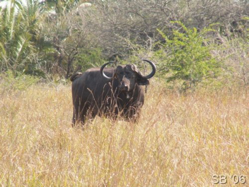 Kaffern-B�ffel ( Buffalo )