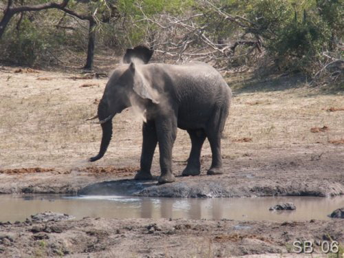 Elefant am Wasserloch