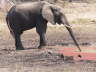 Elefant am Wasserloch