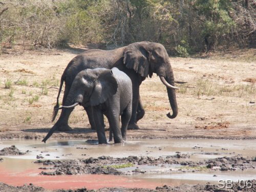 Elefanten am Wasserloch