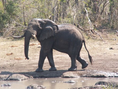 Elefant am Wasserloch