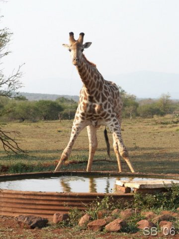 Giraffe beim trinken