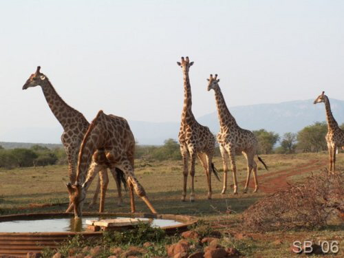 Giraffen beim trinken