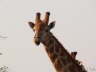 Giraffe im Detail