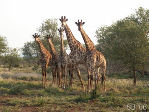 Giraffenfamilie