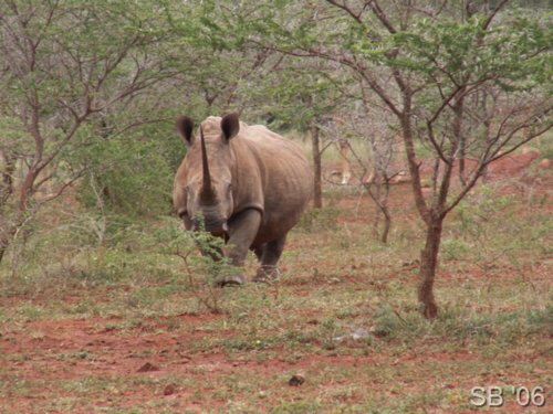 Breitmaulnashorn ( White Rhino )