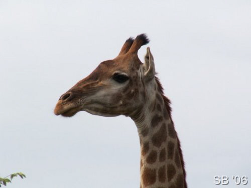 Weibliche Giraffe