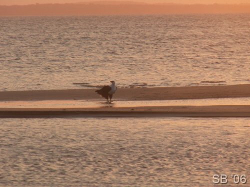Fischadler ( African Fish Eagle )