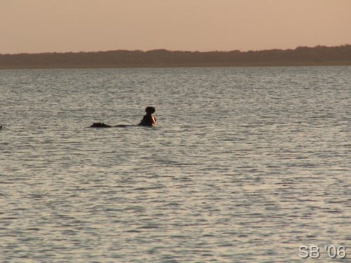 Flusspferd im Lake Sibiya