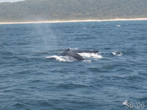 S�dliche Glattwale ( Southern Right Whale )