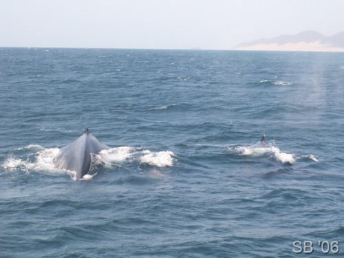 S�dliche Glattwale ( Southern Right Whale )