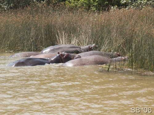 Flusspferdfamilie ( Hippos )