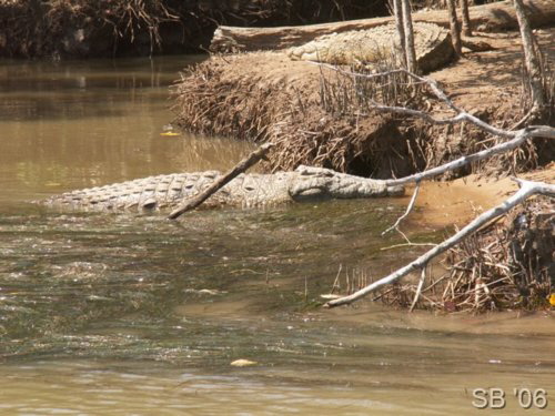 S�sswasserkrokodile