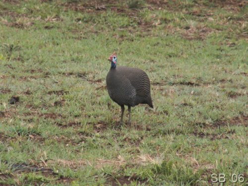 Helmperlhuhn ( Guinea Fowl )