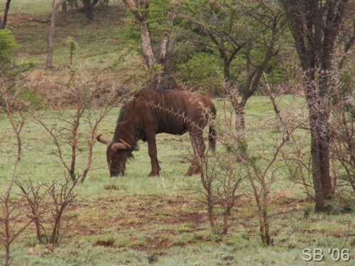 Streifengnu ( Blue Wildebeest / Brindled Gnu )