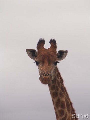 Giraffe