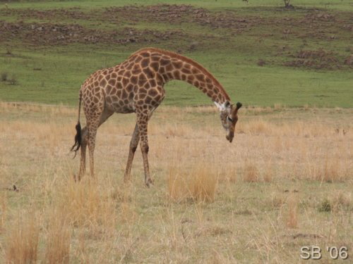 Giraffe