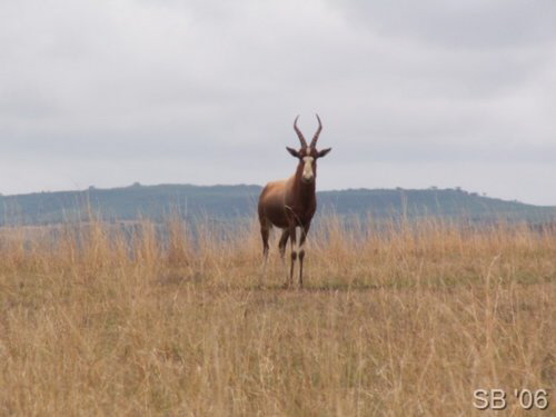 Blessbock ( Blesbok )