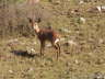 Steinb�ckchen ( Steenbok )