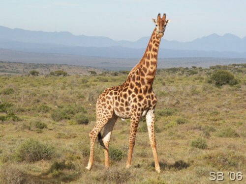 Giraffe