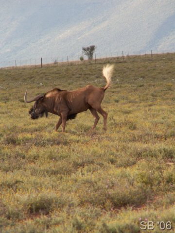 Weisschwanzgnu 