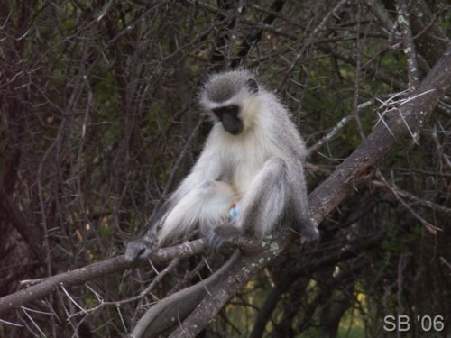 Meerkatze ( Vervet Monkey )