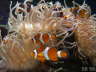 Clownfische, Two Oceans Aquarium