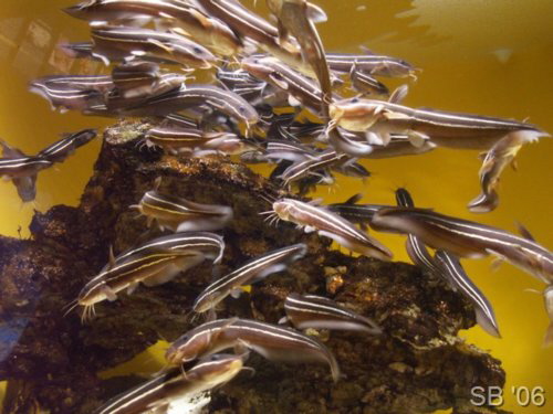 Welse, Two Oceans Aquarium