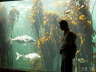 Two Oceans Aquarium